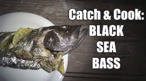 Broil your freshwater bass by adjusting the broiler rack to its highest setting. Catch Cook 24 Black Sea Bass One Of The Best Tasting Fish Youtube
