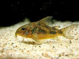 Learn More About 13 Bottom Feeder Fish For Your Aquarium In 2020 Freshwater Fish Fish Catfish