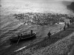Image result for 5761345327 poliarnyi-krug
