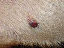 The average age of occurrence is 8 to 10 years, but it has been seen in dogs younger than one year of age. Hemangiosarcoma Wikipedia