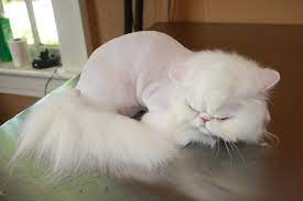 A lion cut is not suitable for a cat that spends more time outdoors. What Is A Lion Cut Cat Naps Cattery