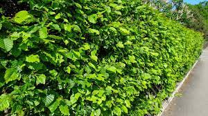 Wann kann ich stauden pflanzen und muss ich meine gekauften hecke sofort in den boden das pflanzen von hecken hängt tatsächlich davon von ab, wie die heckenpflanze geliefert wird. Hecke Pflanzen Darauf Kommt Es An Ndr De Ratgeber Garten