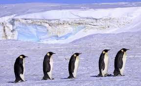 These flightless aquatic birds are probably the most archetypical animals in all of the southern polar regions. March Of The Penguins 3 Rituals To Enrich Your Client Relationships