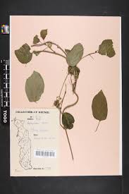 Image result for Telosma africana