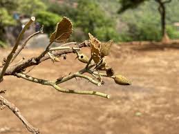 Image result for Eriolaena