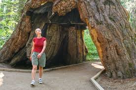 Calaveras big trees state park in arnold is rated 10.0 of 10 at campground reviews. Calaveras Big Trees State Park Visittuolumne Com