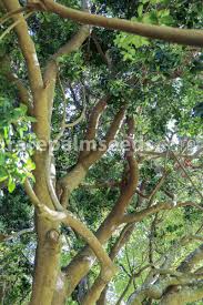 Image result for Manilkara obovata