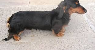 We offer dachshund puppies in a variety of colors, (black/tan, red, chocolate, cream, isabella) and patterns: Shaded Red Miniature Longhaired Dachshund Doncaster South Yorkshire Pets4homes Dachshund Breed Long Haired Dachshund Clever Dog