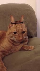 Meow Imgur Cute Cat Gifs Cute Animals Funny Animal Videos
