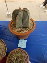 Midwest cactus & succulent society. San Diego Cactus And Succulent Society Show 2018 Part 8 Album On Imgur