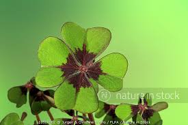 Image result for Oxalis tetraphylla
