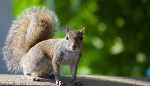 All about squirrels in the attic: How To Get Rid Of Squirrels In Attic Attic Construction