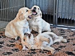 Dieses video ist schon einige jahre alt. Neue Hundebabys Golden Retriever Welpen Erkunden In Schenkenberg Die Welt