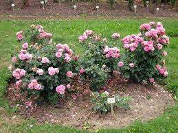 There's a color photograph of this rose in the november 1998 issue of the american rose society's american rose magazine (p. Es Grusst Die Leonardo Da Vinci Rose Vom Wegesrand Ausflugsziele Weimar