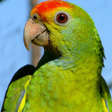 Image result for parrot