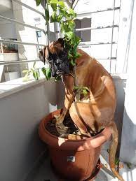 Plant Lover Boxer Dogs Funny Animal Pictures Funny Boxer