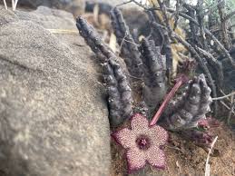 Image result for Tridentea