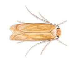 Heat (49 °c for 30 minutes or. Textile Pest Control Rentokil New Zealand