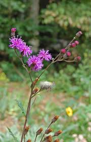 Image result for Vernonia purpurea
