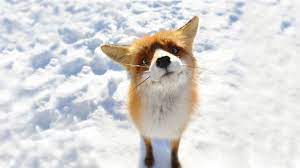 Anime Snow Fox Animals Wallpapers Hd Desktop And Mobile Pet Fox Animal Wallpaper Animals