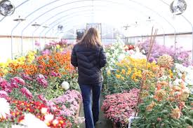 Maybe you would like to learn more about one of these? Chrysanthemums Rediscovered Floret Flowers