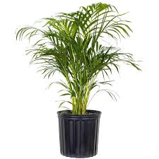 Image result for Dypsis lutescens