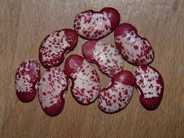 Image result for Phaseolus lunatus