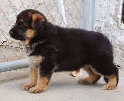 Two brown dogs mated together will never throw black puppies because brown dogs do not have the black gene. Black And Brown German Shepherd Puppies For Sale Petsidi