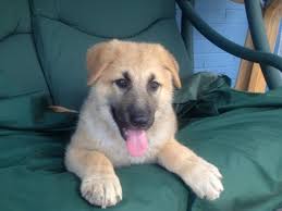 The golden shepherd is a mix between a german shepherd and a golden retriever purebreds. Golden Shepherd German Shepherd And Golden Retriever Mix Spockthedog Com