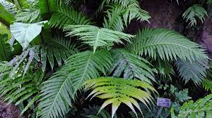 Image result for Stenochlaena