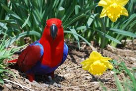Image result for parrot