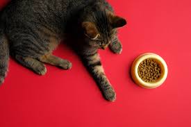 We will take every step to give your pet the best possible care. Tangerine Pet Clinic Concierge Veterinary Care