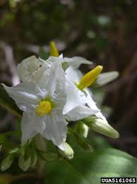 Image result for Solanum torvum