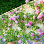Profile Picture of David Austin Roses - Bare root roses, Container roses, English Roses (@davidaustinroses.com) on Google