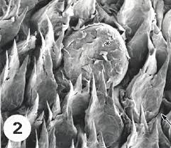 Check spelling or type a new query. Estudio Al Microscopio Electronico De Barrido De La Superficie Dorsal De La Lengua De Chaetophractus Vellerosus Mammalia Dasypodidae