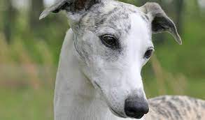 Whippet Dog Breed Information
