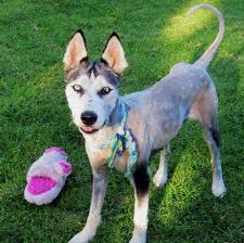 Qualität & sicherheit aus deutschland. Shadow Husky Rescue Inc