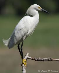 Black And White Bird With Long Yellow Beak Wading Birds Larry D Brown White Egret Sea Birds Birds