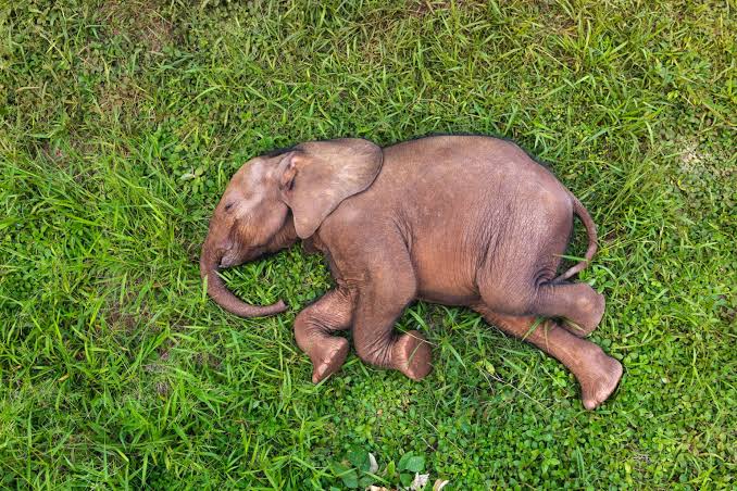 Orphaned Baby Elephant Saved in Nigeria | Level Up English Club