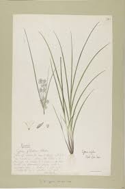 Image result for Pycreus flavidus