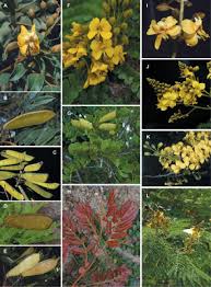 Image result for Gelrebia glandulosopedicellata