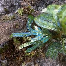 Image result for Selaginella versicolor