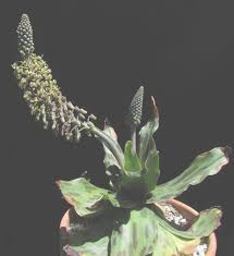 Image result for Ledebouria revoluta