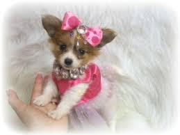 Puppies & dogs for sale in michigan. 57 Papillons Ideas Papillon Puppy Papillon Dog Papillon