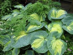 Funkien Die Stars Im Schatten Gartenzauber Pflanzen Bepflanzung Schattenpflanzen