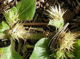 Image result for Alternanthera pungens