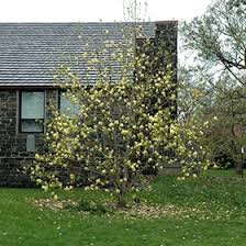 Image result for magnolie sunsation