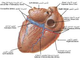 بالصور و الشرح علم وظائف أعضاء جسم الإنسان مع تشريح جسم الانسان Human Body Anatomy Medical Words Body Anatomy