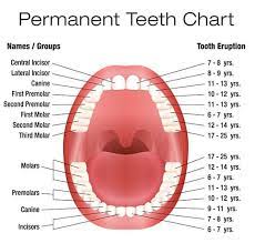 When do kids start losing teeth? All About Primary Teeth Triangle Pediatric Dentistry