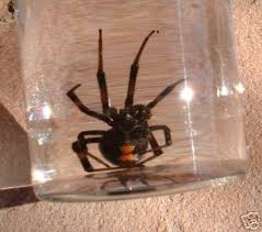 This can be done either for their personal hobby or different types of scientific identification. 1 Large Real Preserved Black Widow Spider 006 22546471